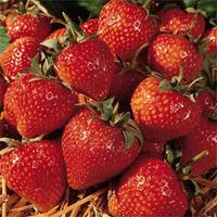 Strawberry \'Cambridge Favourite\' (Mid Season) - 24 strawberry bare roots
