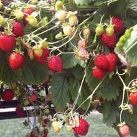 Strawberry Scarlet Beauty 2 Pre-Planted Hanging Baskets