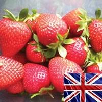 Strawberries Cambridge Favourite 10 Runners plus 2 Planters