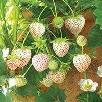 Strawberry \'Snow White\' - 5 bare root strawberry plants