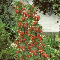 strawberry mount everest 5 bare root strawberry plants free patio plan ...