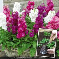Stocks \'Most Scented\' (Garden Ready) - 30 plug plants