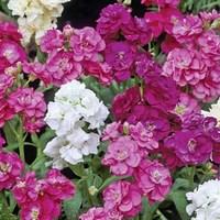 stock autumn fragrance 12 mega plants