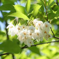 Styrax \'Fragrant Fountain\' - 2 styrax plants in 3 litre pots