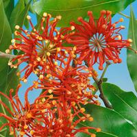 stenocarpus firewheel tree 2 stenocarpus plants in 10cm pots