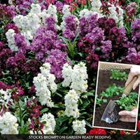 Stocks \'Brompton\' (Garden Ready) - 30 garden-ready stocks plug plants