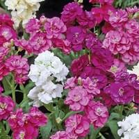 Stock Autumn Fragrance 70 Ready Plants