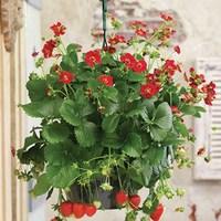 Strawberry Ariba Red F1 2 Pre-Planted Hanging Baskets