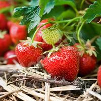 Strawberry Cambridge Favourite Fruit Bush - Pack x 20 Runners to Grow Your Own