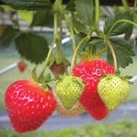 strawberry finesse 1 pre planted hanging basket