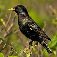 Starling