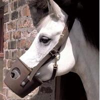 stubbs foal muzzle