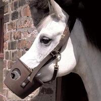 Stubbs Foal Muzzle