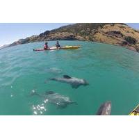 Sunrise Kayaking Safari with Sea Wildlife in Akaroa