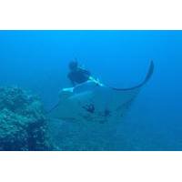 Sunset Manta Ray Snorkel