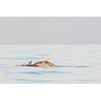 Sunrise Sailing Trip in Mallorca...