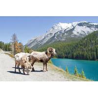 summer tour banff and its wildlife