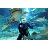 Sunshine Coast Underwater World SEA LIFE Aquarium Entrance Ticket with Shark Dive Xtreme
