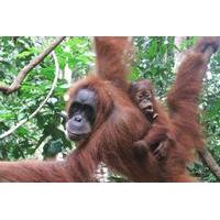 Sumatra Half-Day Orangutan Trek from Bukit Lawang