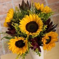 Sunflower Meadow