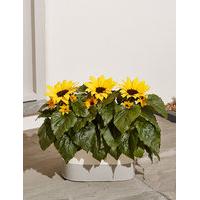 Summer Sunflower Planter (Free Swiss Chocolates worth £6 for a limited time)