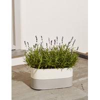 Summer Lavender Planter