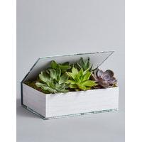 Succulent Book (Free Swiss Chocolates worth £6 for a limited time)