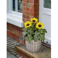 Summer Sunflower Patio Basket