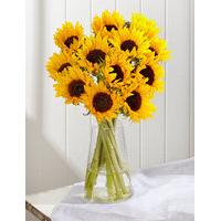 Sunflower Abundance