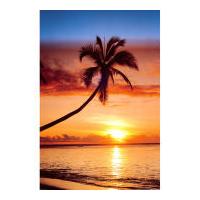 Sunset & Palm Tree - Maxi Poster - 61 x 91.5cm