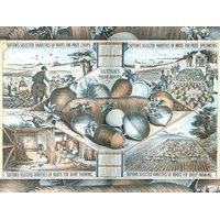 Sutton\'s Prize Roots Jigsaw Puzzle