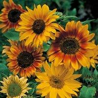 Sunflower \'Autumn Time\' - 1 packet (30 sunflower seeds)