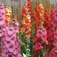 SunDiascia \'Eternal Flames\' - 3 sundiascia jumbo plug plants