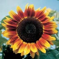 Sunflower \'Solar Eclipse\' F1 Hybrid - 1 packet (25 seeds)