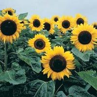 sunflower elite sun f1 hybrid 1 packet 25 seeds