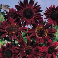 Sunflower \'Claret\' F1 Hybrid - 1 packet (25 seeds)