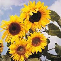 Sunflower \'Russian Giant\' - 1 packet (60 sunflower seeds)