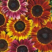 Sunflower \'Harlequin\' F1 Hybrid - 1 packet (20 sunflower seeds)