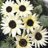 Sunflower \'Italian White\' - 1 packet (40 sunflower seeds)