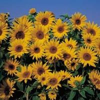 Sunflower \'Dwarf Yellow Spray\' - 1 packet (40 sunflower seeds)