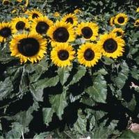 Sunflower \'Little Dorrit\' F1 Hybrid - 1 packet (25 sunflower seeds)