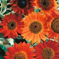 Sunflower \'Earth Walker\' - 1 packet (30 sunflower seeds)