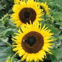 Sunflower \'Choco Sun\' - 1 packet (10 sunflower seeds)