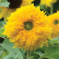 Sunflower \'Sunshot Golds Mixed\' F1 Hybrid - 1 packet (10 sunflower seeds)
