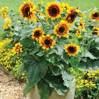 sunflower solar flash f1 hybrid 1 packet 12 sunflower seeds