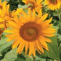 Sunflower \'Irish Eyes\' - 1 packet (50 sunflower seeds)
