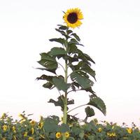 Sunflower \'Tall Timbers\' - 1 packet (30 sunflower seeds)