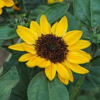 Sunflower \'Tanja\' F1 Hybrid - 1 packet (10 sunflower seeds)