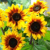 Sunflower \'Helios Flame\' F1 Hybrid - 1 packet (20 sunflower seeds)