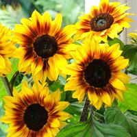 sunflower helios flame f1 hybrid 1 packet 20 sunflower seeds